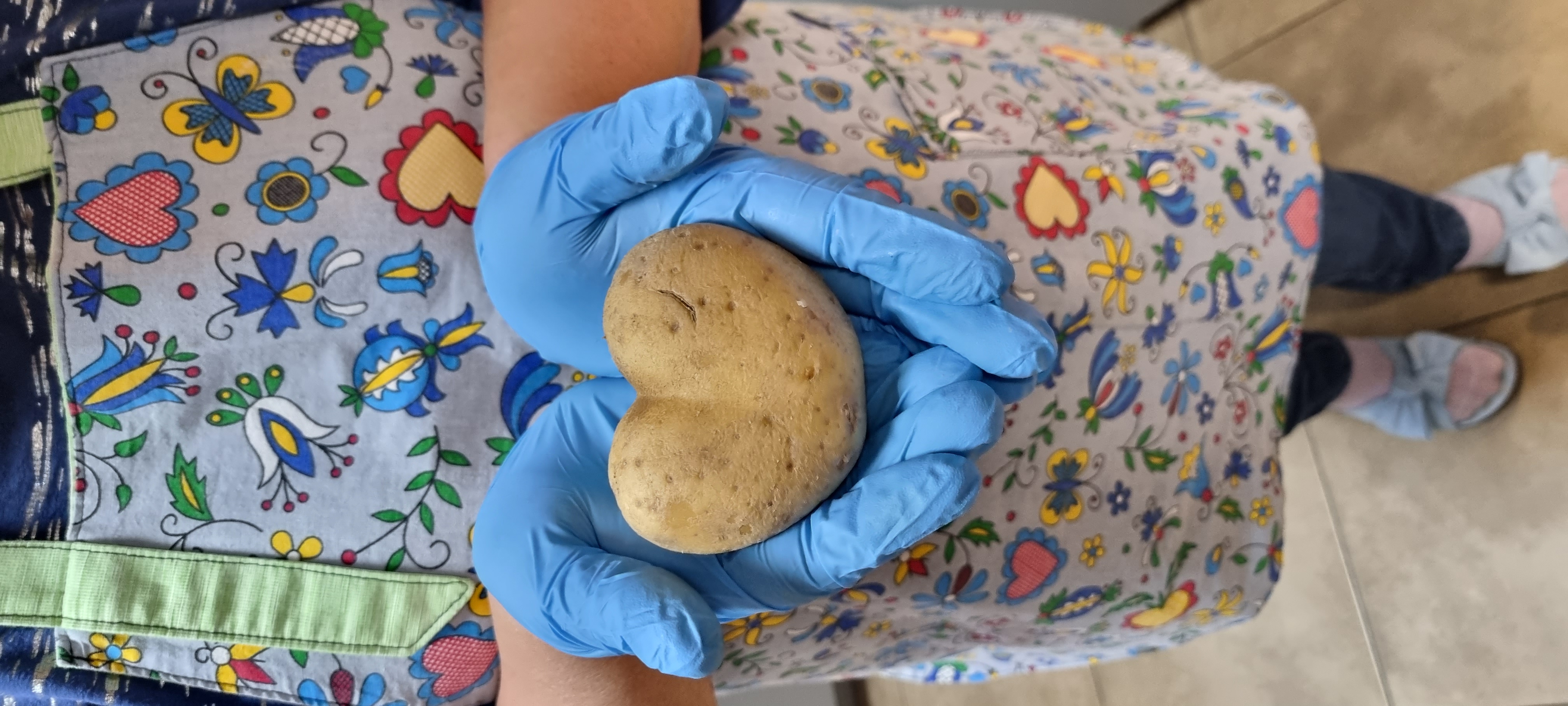 Ziemniak w kształcie serca w dłoniach.